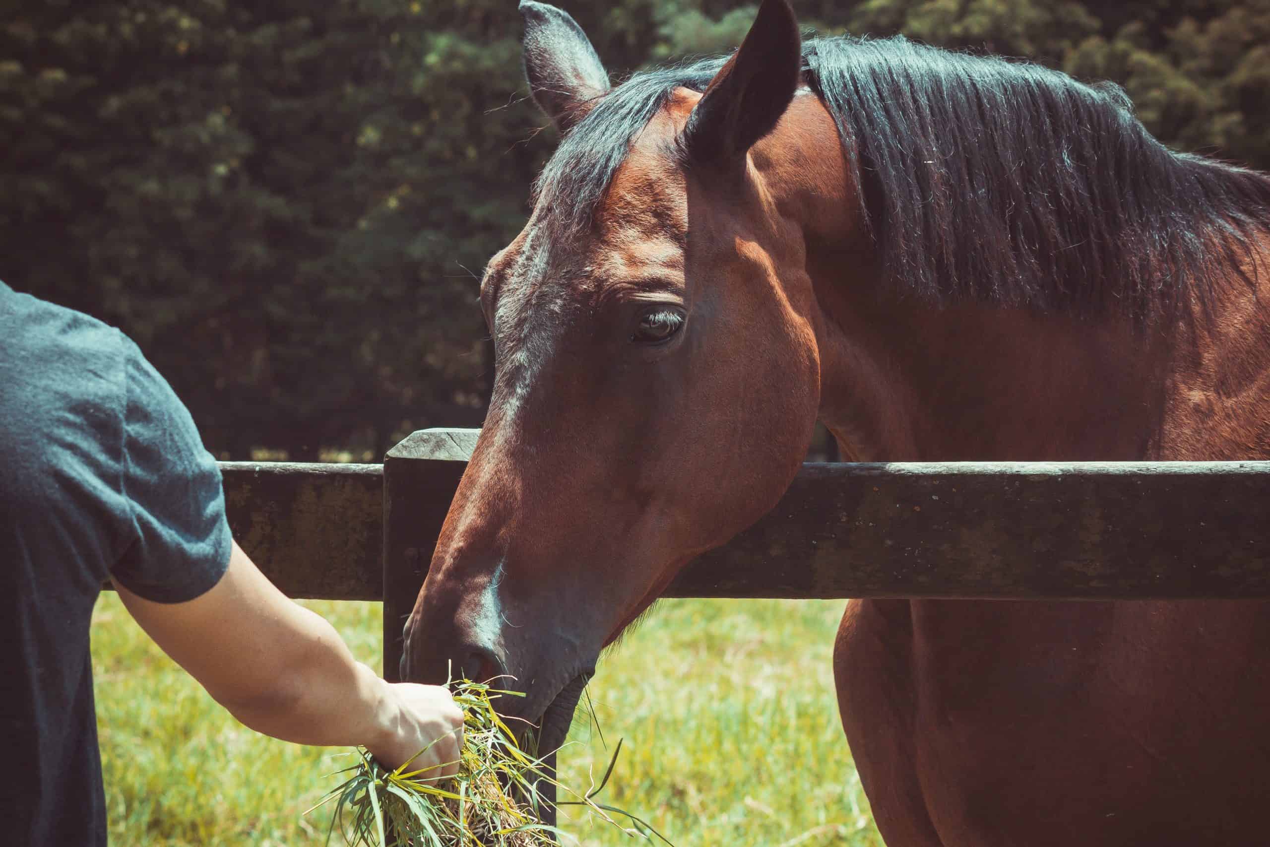 Jak właściwie karmić konie?