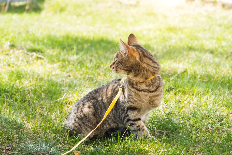 Dlaczego szelki są kluczowe dla bezpieczeństwa kota na zewnątrz