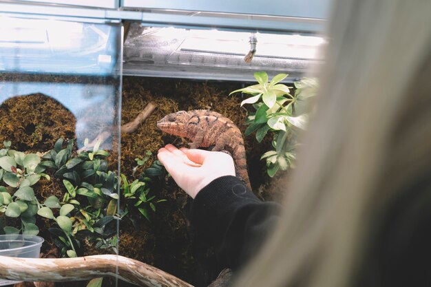 Kroki do stworzenia idealnego środowiska dla mrówek: poradnik dla miłośników formikariów